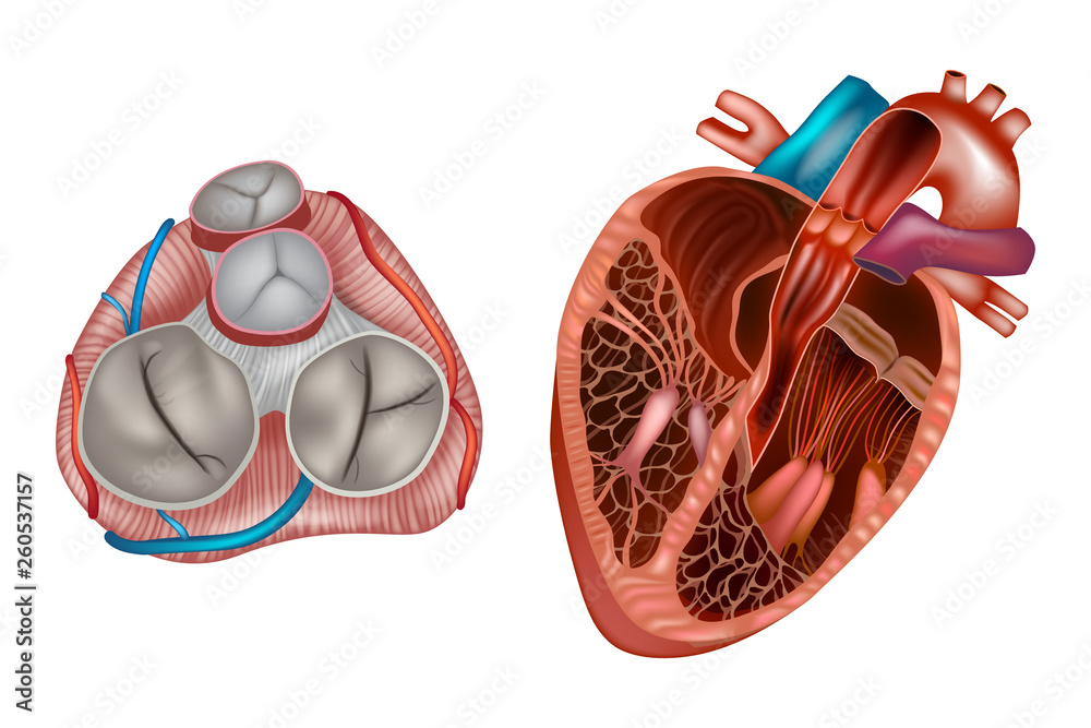 Heart valves