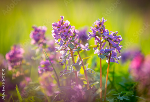 Fototapeta Naklejka Na Ścianę i Meble -  tender spring flowers