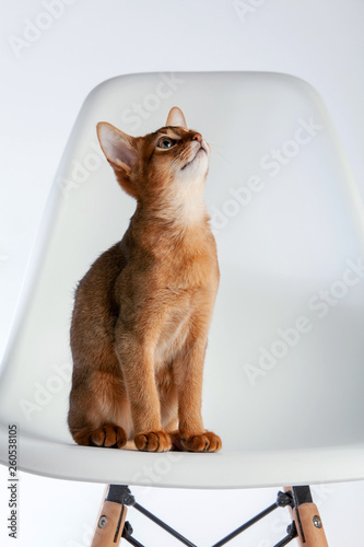 Abyssinian cat named Jam, 3 months.