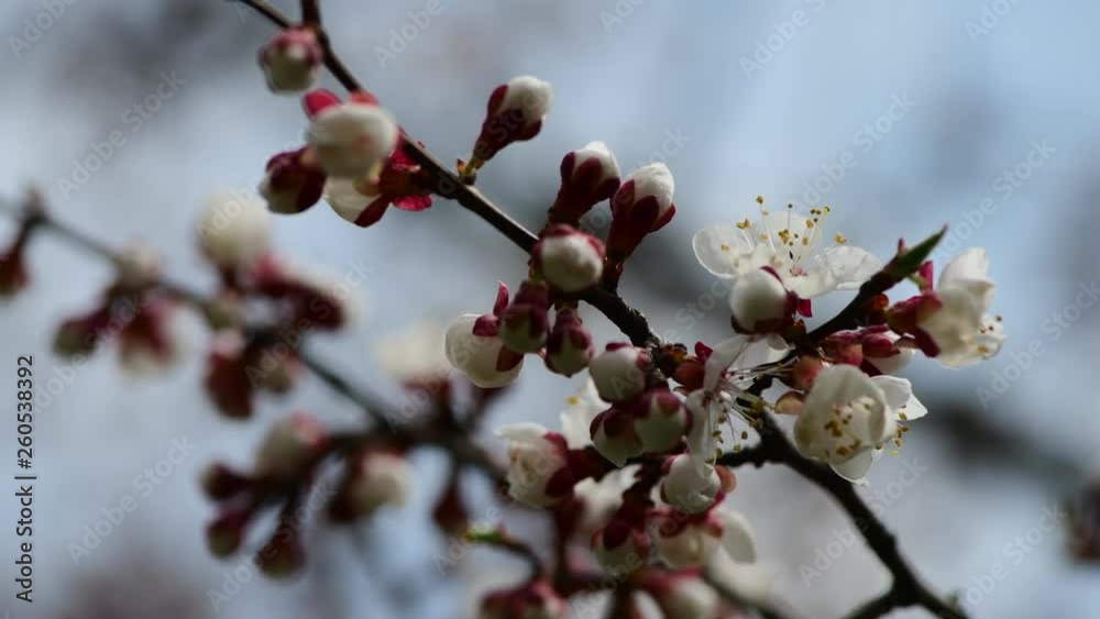 Nice spring collection tree branches with white flowers apricot nature awekening close up 4k video Nice spring collection tree branches with white flowers apricot nature awekening close up 4k video