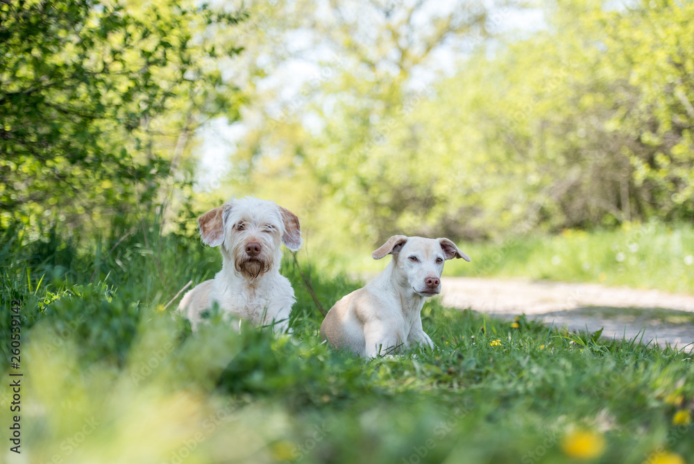 Tierfreundschaft zwischen zwei Hunden, Hündinnen liegen im Sommer im Schatten und ruhen sich aus, Gras am Wegesrand mit niedlichen Haustieren Tierfreundschaft zwischen zwei Hunden, Hündinnen liegen im Sommer im Schatten und ruhen sich aus, Gras am Wegesrand mit niedlichen Haustieren