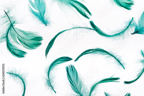 seamless background with green lightweight feathers isolated on white