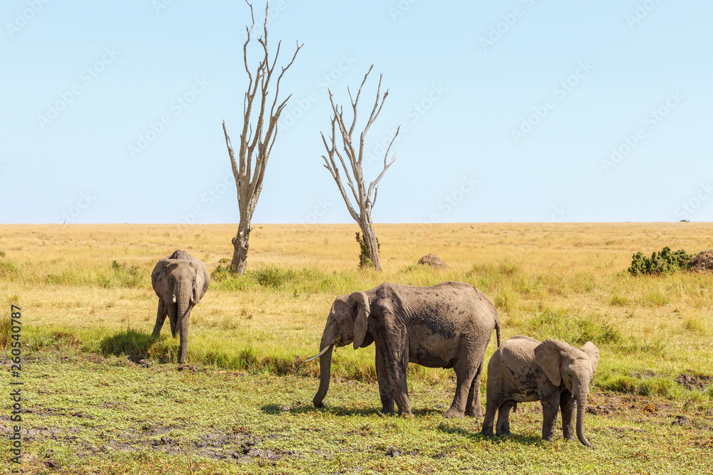 Fototapeta premium Elephants at a dehydrated water hole on the African savannah