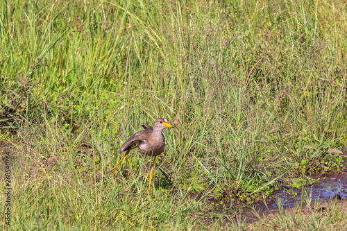 African wattled lapwing standing on one leg in the grass