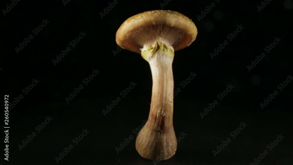 A honey mushrooms, in rotation on a black background. A honey mushrooms, in rotation on a black background.
