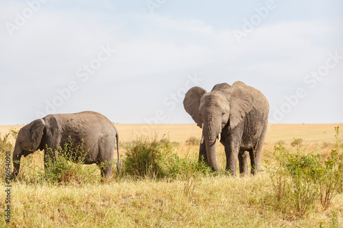 Grazing elephants on the savannah of the Masai Mara National Reserve