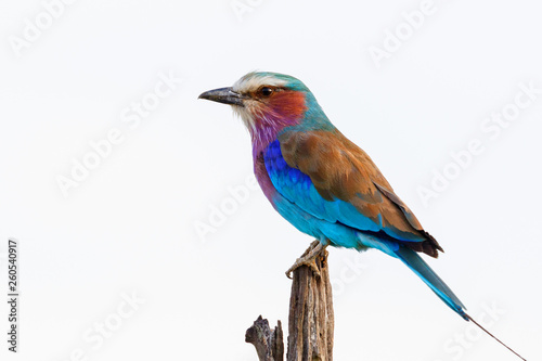 Lilac-breasted roller sits on a stick