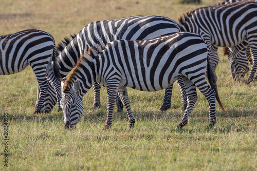 Flock of zebras grazing on the savannah
