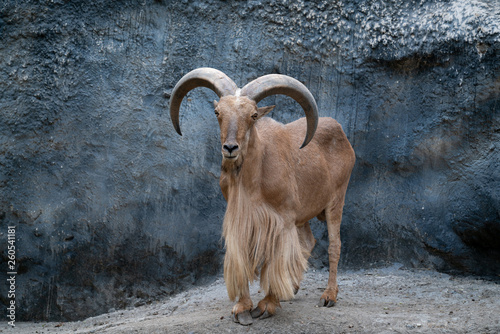 Barbary sheep