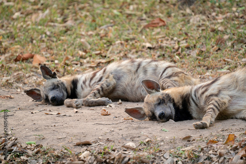 striped hyena  sleeping