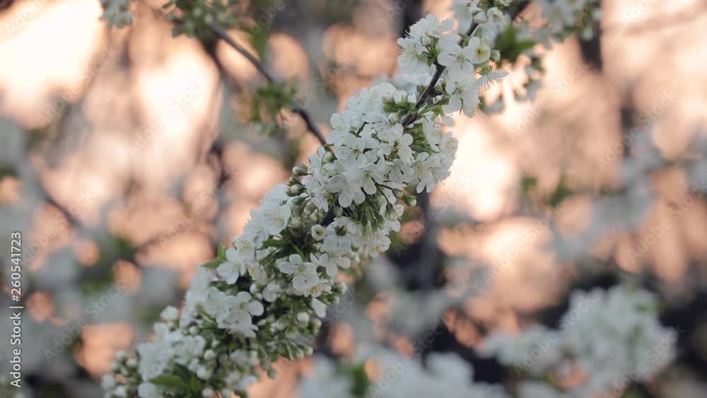 Spring Tree Blooming