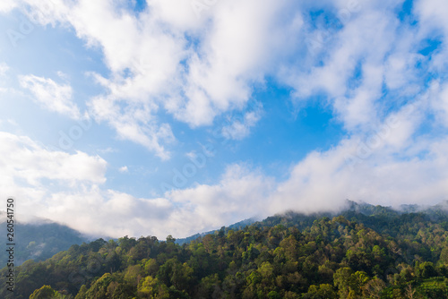 Forest on mountain with cloudy blue sky © Krisda