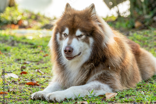 A copper brown alaskan malamute dog with cheating face