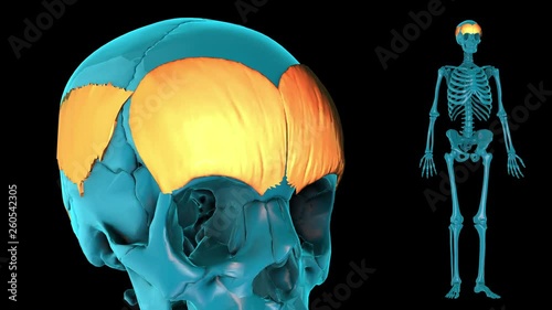 Zone of epicranius--3D HUMAN MUSCLE ATLAS photo
