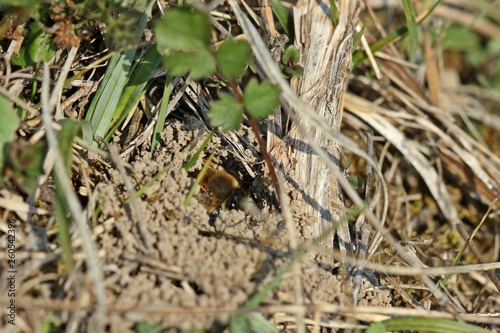 Weibchen der Frühlings-Seidenbiene (Colletes cunicularius) schaut aus seiner Brutröhre