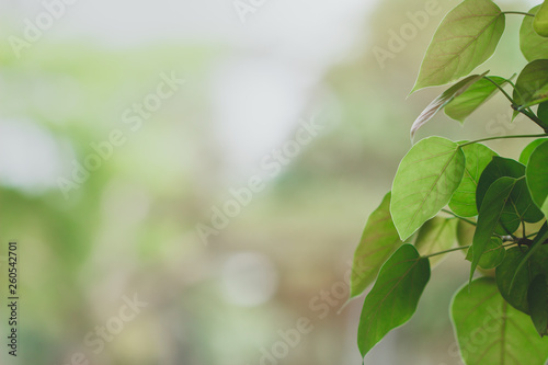 green leaf on blurred greenery background. Beautiful leaf texture in nature. Natural background. close-up of macro with free space for text.