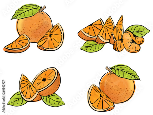 Fototapeta Naklejka Na Ścianę i Meble -  Set of orange fruit isolated on white. Different type of pieces.  Vector watercolor. 