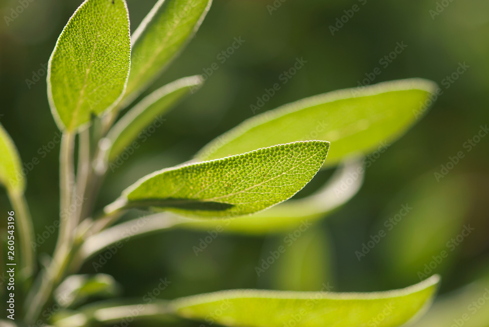 Green Sage Leaf Green Sage Leaf