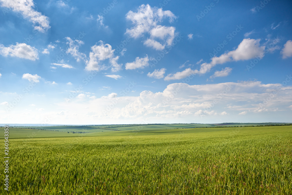 spring landscape - agricultural field with young ears of wheat, green plants and beautiful sky