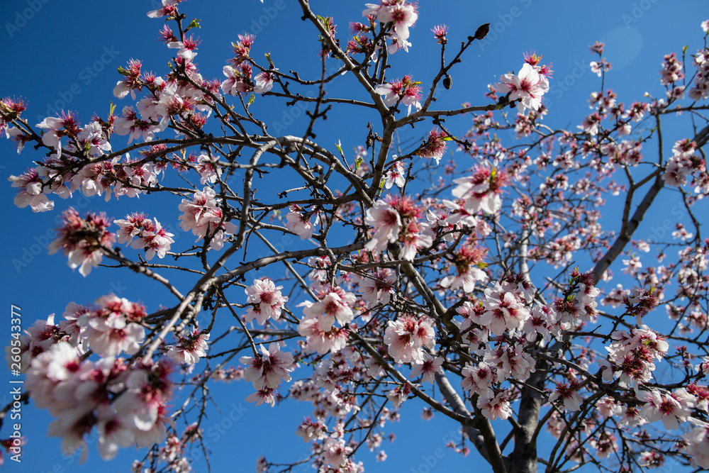 Almond blossoms in springtime Almond blossoms in springtime