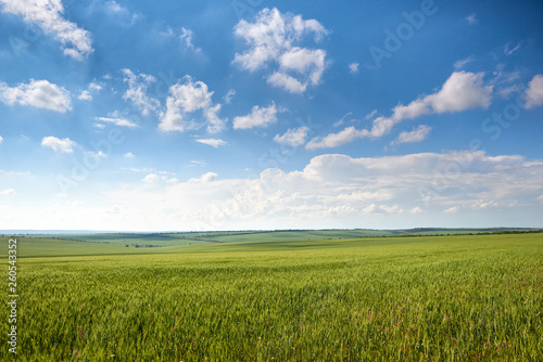 spring landscape - agricultural field with young ears of wheat  green plants and beautiful sky