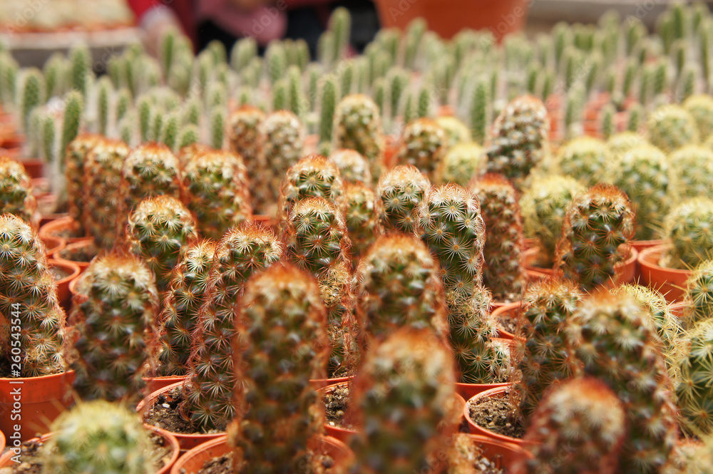Selected focused on a group of small and colourful cactus planted in small plastic pots. The cactus will be used as indoor decoration. Sale to the customer as income for farmers. Selected focused on a group of small and colourful cactus planted in small plastic pots. The cactus will be used as indoor decoration. Sale to the customer as income for farmers.