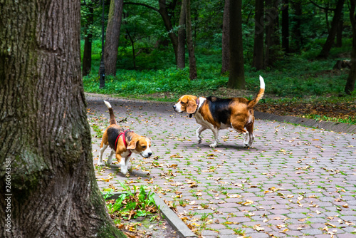 Fototapeta Naklejka Na Ścianę i Meble -  couple of beagle dogs walking in city park