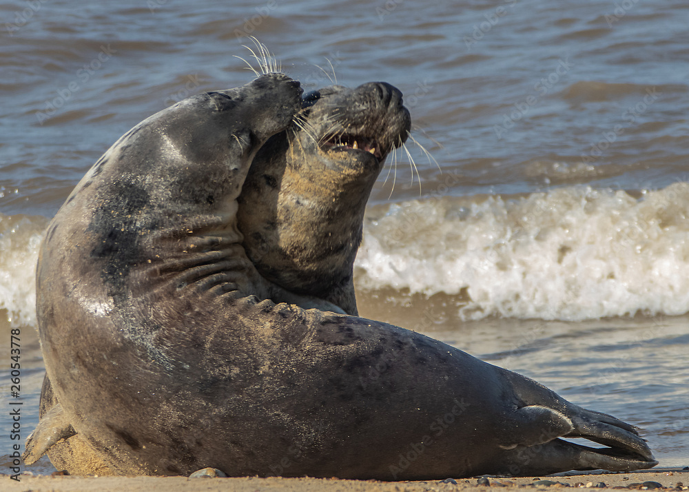 Fototapeta premium Grey Seal resting on beach