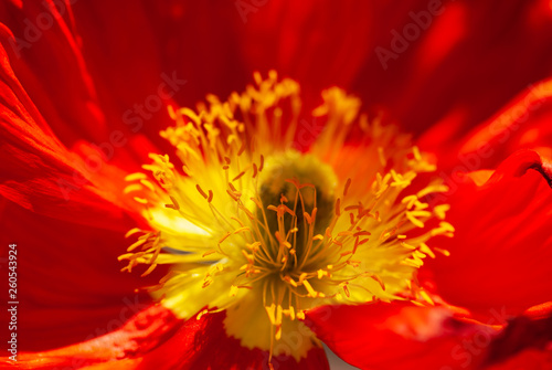 Yellow and Red Poppy Stamen
