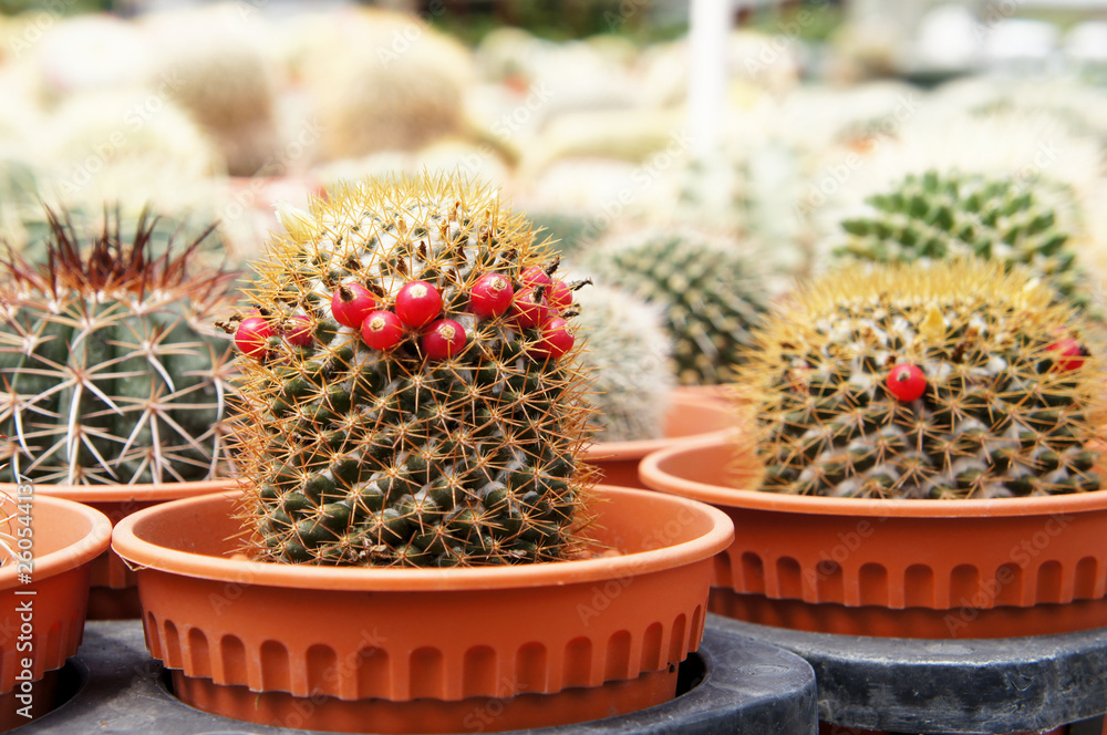 Selected focused on a group of small and colourful cactus planted in small plastic pots. The cactus will be used as indoor decoration. Sale to the customer as income for farmers. Selected focused on a group of small and colourful cactus planted in small plastic pots. The cactus will be used as indoor decoration. Sale to the customer as income for farmers.