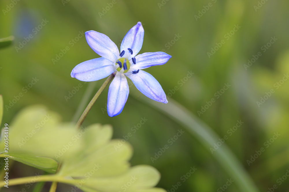 scilla bifolia wild flower