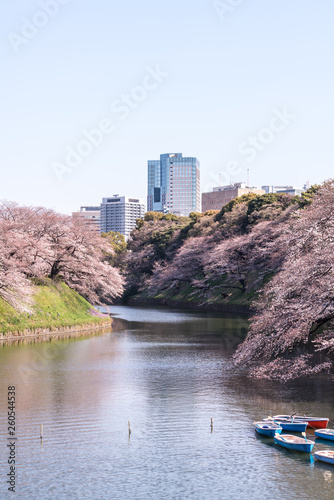 Canvas Print cherry blossom at chidori ga fuchi, tokyo, japan