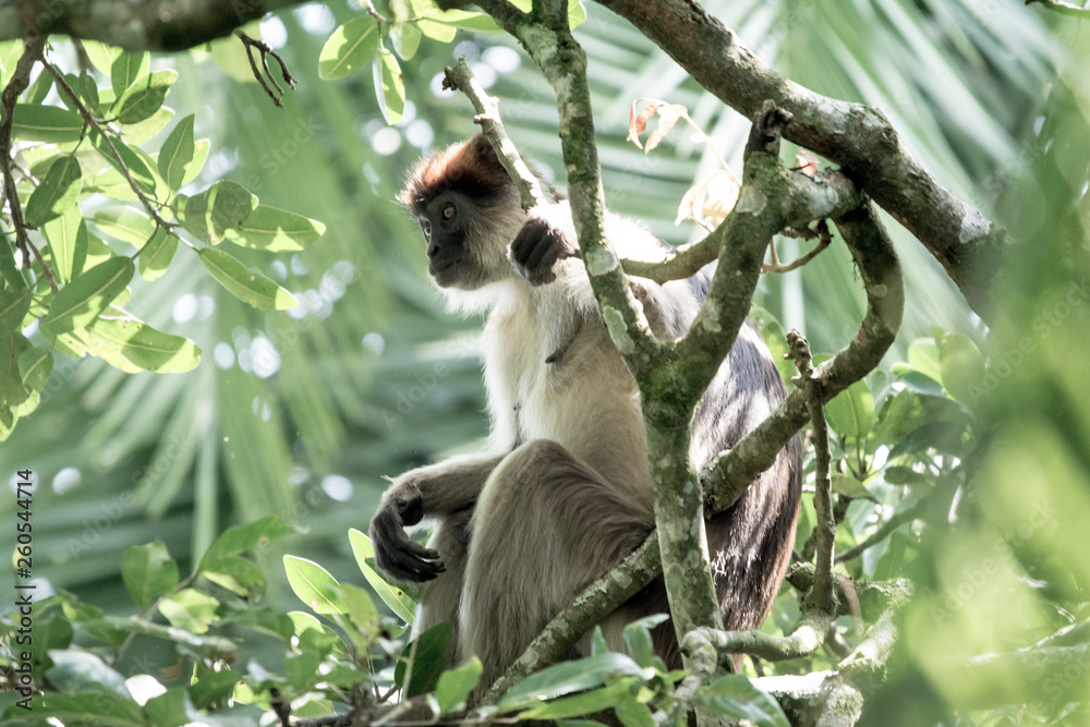 Fototapeta premium Red colobus in Bigodi