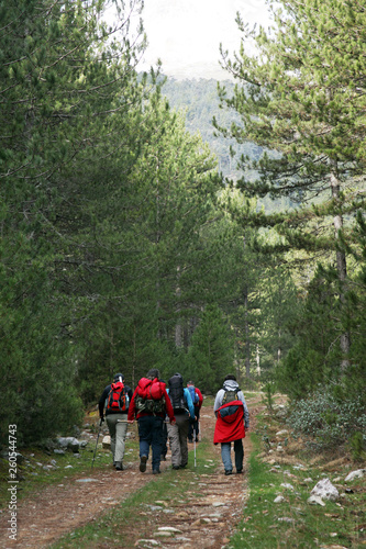 people walking in the forest