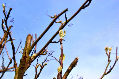 Bud growing from damaged tree