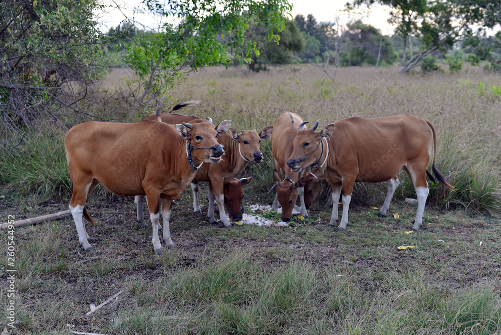 Cows grazing in the farm, Gili Trawangan Island, Indonesia Cows grazing in the farm, Gili Trawangan Island, Indonesia