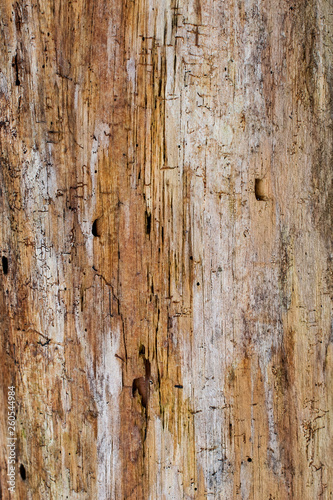 Distressed wood grain background of a tree ~GRAIN~