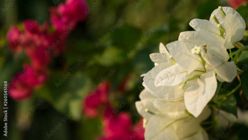 Floral spring background pink and white beautiful flowers of beautiful nature in sunny day .Spring flowers Floral spring background pink and white beautiful flowers of beautiful nature in sunny day .Spring flowers
