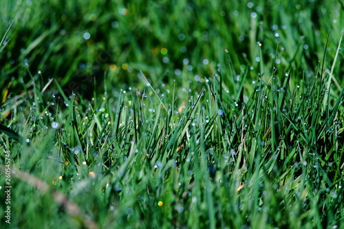 Bright green grass with water drops. Dew shining in rainbow colores in sunlight.