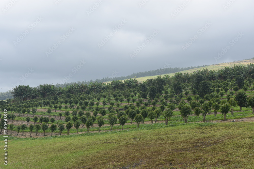 Orchard on a rolling hillside in Hawaii laid out in perfect order