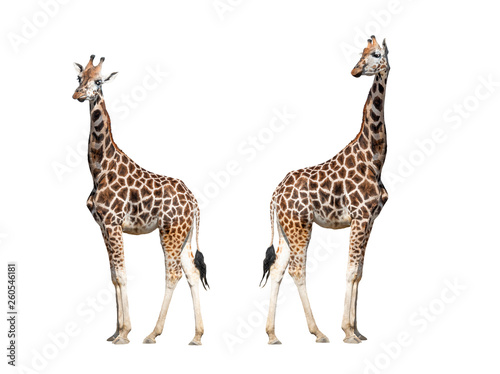 Fototapeta Naklejka Na Ścianę i Meble -  two giraffe isolated on white