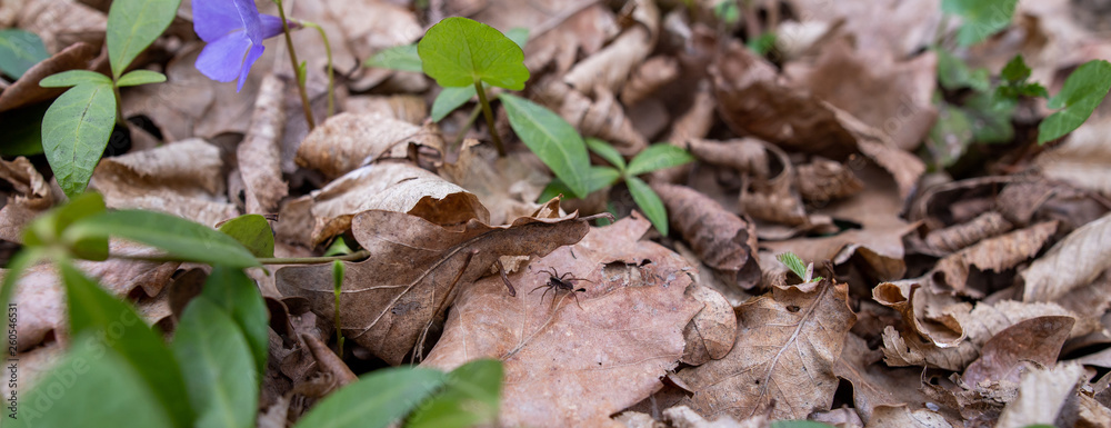 Spider on the leaf Spider on the leaf