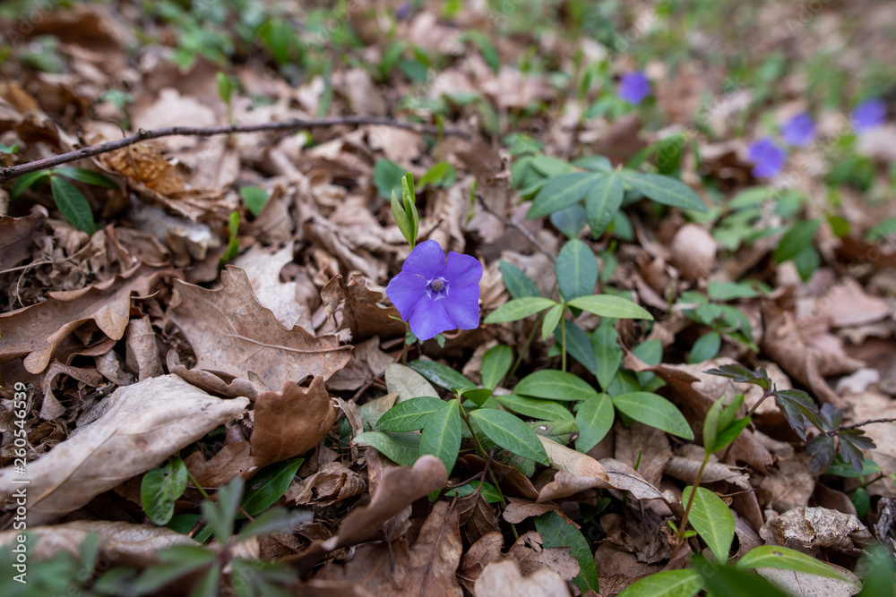 Periwinkle Periwinkle