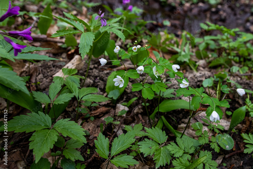 Tender white flowers Tender white flowers