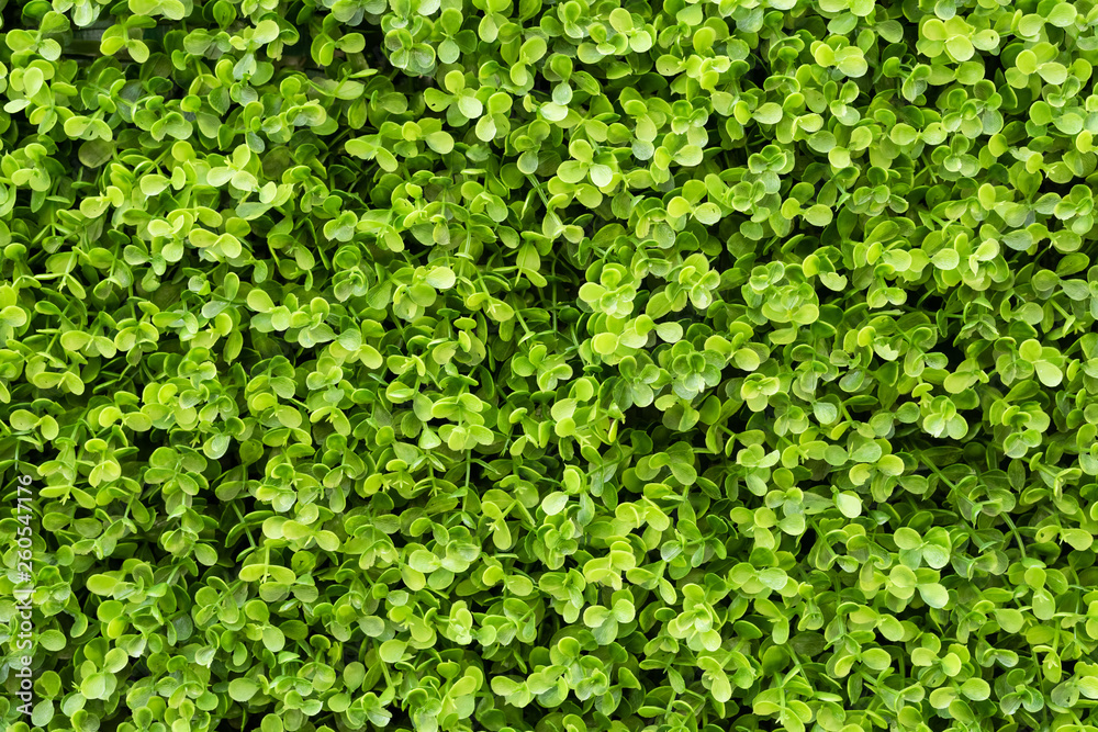 Obraz premium green ivy background