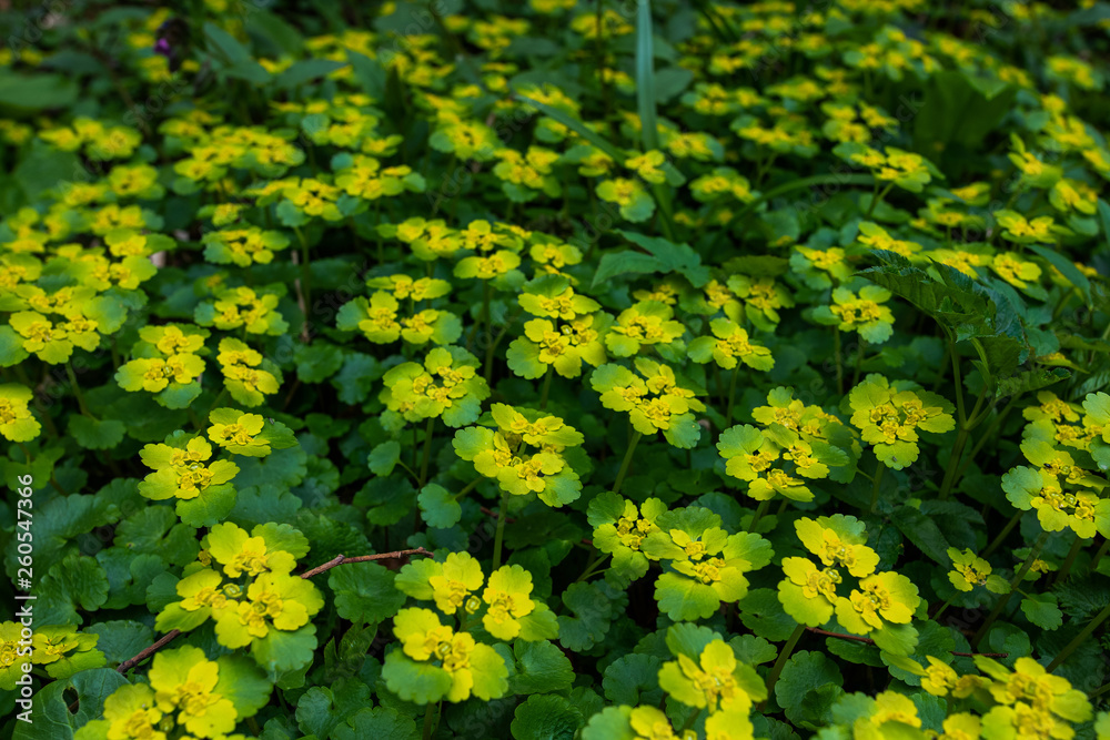 Obraz premium Yellow flowers