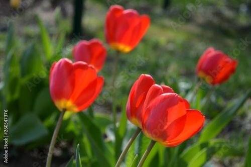 red tulips in the yard