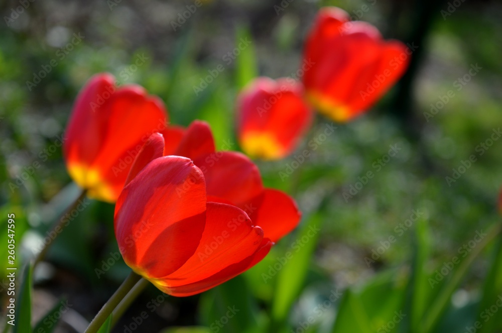 red tulips in the yard red tulips in the yard