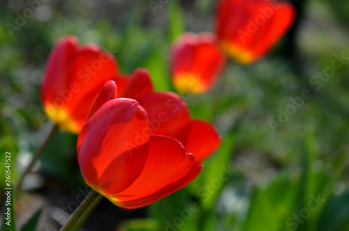 red tulips in the yard