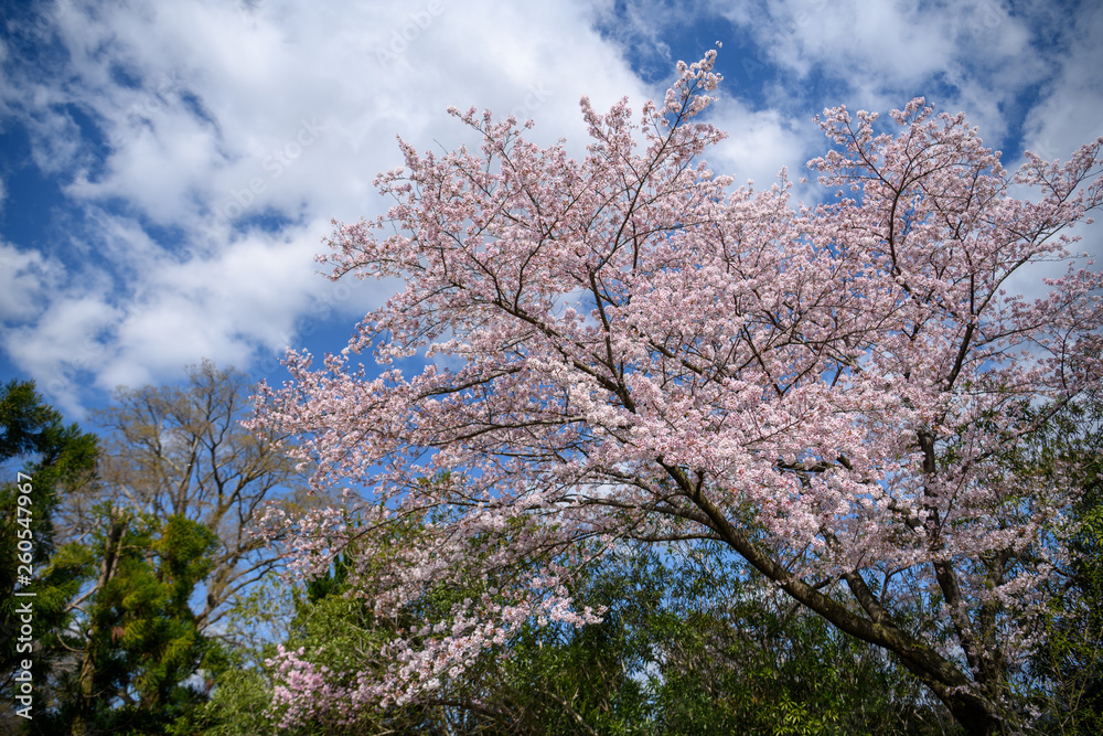 京都植物園の桜